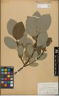 Foto von Salix glandulifera Flod. x Salix hastata L.